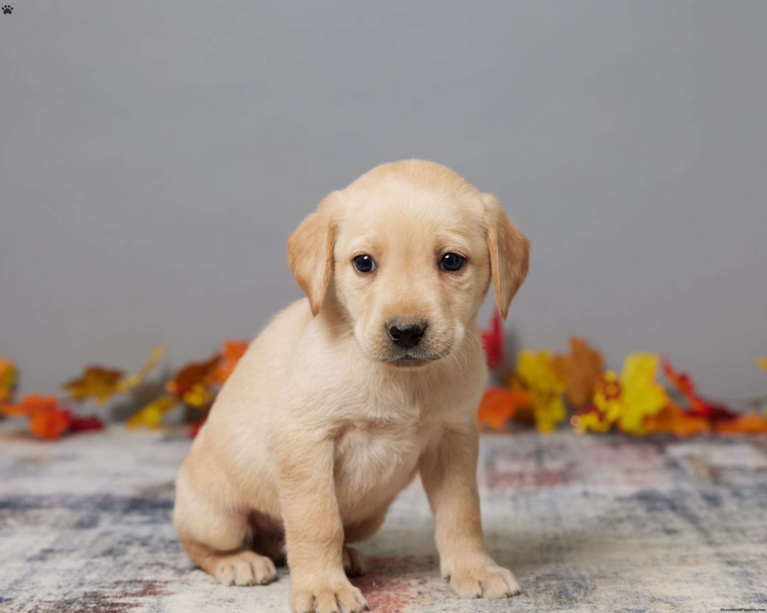 Buddy Black Labrador Retriever Puppy For Sale in Ohio